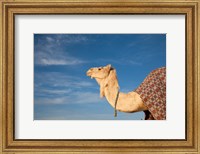 Camel, Tunisia Fine Art Print