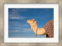 Camel, Tunisia Fine Art Print