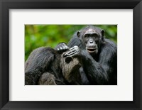 Uganda, Kibale Forest Reserve, Chimpanzee, primate Fine Art Print