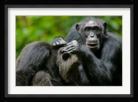Uganda, Kibale Forest Reserve, Chimpanzee, primate Fine Art Print