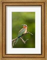 Whitefronted Bee-eater tropical bird, South Africa Fine Art Print