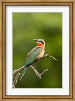 Whitefronted Bee-eater tropical bird, South Africa Fine Art Print