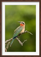 Whitefronted Bee-eater tropical bird, South Africa Fine Art Print