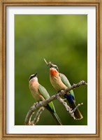 Pair of Whitefronted Bee-eater tropical birds, South Africa Fine Art Print