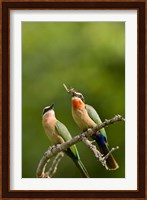 Pair of Whitefronted Bee-eater tropical birds, South Africa Fine Art Print