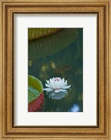 Water lily flowers, Mauritius Fine Art Print