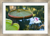 Victoria amazonica water lily flower, Mauritius Fine Art Print