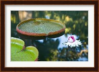 Victoria amazonica water lily flower, Mauritius Fine Art Print