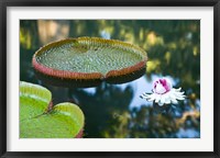 Victoria amazonica water lily flower, Mauritius Fine Art Print