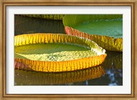 Victoria amazonica water lily leaf, Mauritius Fine Art Print