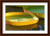 Victoria amazonica water lily leaf, Mauritius Fine Art Print