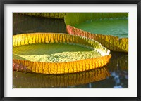 Victoria amazonica water lily leaf, Mauritius Fine Art Print