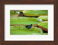 Bird on a water lily leaf, Mauritius Fine Art Print