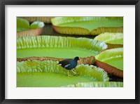 Bird on a water lily leaf, Mauritius Fine Art Print