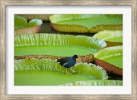 Bird on a water lily leaf, Mauritius Fine Art Print