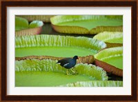 Bird on a water lily leaf, Mauritius Fine Art Print