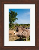 Warthog, Maasai Mara National Reserve, Kenya Fine Art Print