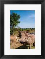 Warthog, Maasai Mara National Reserve, Kenya Fine Art Print