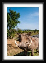 Warthog, Maasai Mara National Reserve, Kenya Fine Art Print