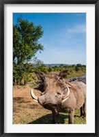 Warthog, Maasai Mara National Reserve, Kenya Fine Art Print