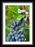 Vineyard operated by Dynasty winery near Jixian, Tianjin province, China Fine Art Print