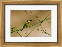 Tropical Bird, Little Bee Eater, Masai Mara GR, Kenya Fine Art Print