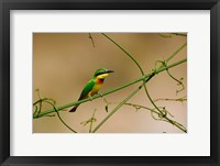 Tropical Bird, Little Bee Eater, Masai Mara GR, Kenya Fine Art Print