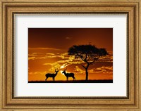 Umbrella Thorn Acacia and Impala, Masai Mara Game Reserve, Kenya Fine Art Print