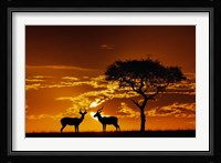 Umbrella Thorn Acacia and Impala, Masai Mara Game Reserve, Kenya Fine Art Print