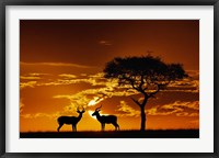 Umbrella Thorn Acacia and Impala, Masai Mara Game Reserve, Kenya Fine Art Print
