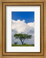Umbrella Thorn Acacia, Lake Nakuru National Park, Kenya Fine Art Print