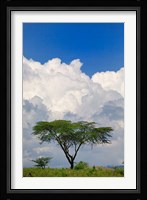 Umbrella Thorn Acacia, Lake Nakuru National Park, Kenya Fine Art Print