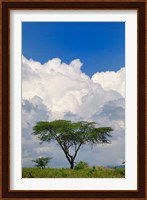 Umbrella Thorn Acacia, Lake Nakuru National Park, Kenya Fine Art Print