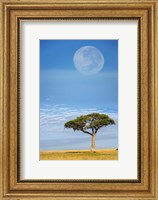 Umbrella Thorn Acacia, Kenya Fine Art Print