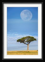 Umbrella Thorn Acacia, Kenya Fine Art Print