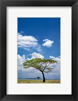 Umbrella Thorn Acacia, Serengeti National Park, Tanzania Fine Art Print
