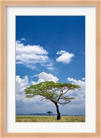 Umbrella Thorn Acacia, Serengeti National Park, Tanzania Fine Art Print