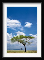 Umbrella Thorn Acacia, Serengeti National Park, Tanzania Fine Art Print
