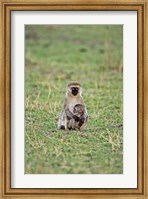Vervet monkey, Serengeti National Park, Tanzania Fine Art Print