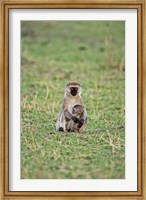 Vervet monkey, Serengeti National Park, Tanzania Fine Art Print
