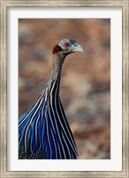Vulturine Guinea fowl, Samburu Game Reserve, Kenya Fine Art Print