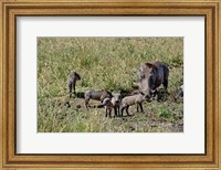 Warthog with babies, Masai Mara Game Reserve, Kenya Fine Art Print