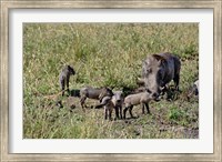 Warthog with babies, Masai Mara Game Reserve, Kenya Fine Art Print