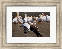 White Pelican birds in flight, Lake Nakuru, Kenya Fine Art Print