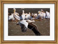White Pelican birds in flight, Lake Nakuru, Kenya Fine Art Print