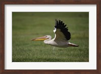 White Pelican bird in flight, Lake Nakuru, Kenya Fine Art Print