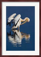 White Pelican bird, Lake Nakuru National Park, Kenya Fine Art Print