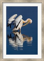 White Pelican bird, Lake Nakuru National Park, Kenya Fine Art Print