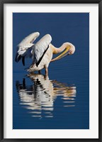 White Pelican bird, Lake Nakuru National Park, Kenya Fine Art Print