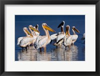 Group of White Pelican birds in the water, Lake Nakuru, Kenya Fine Art Print